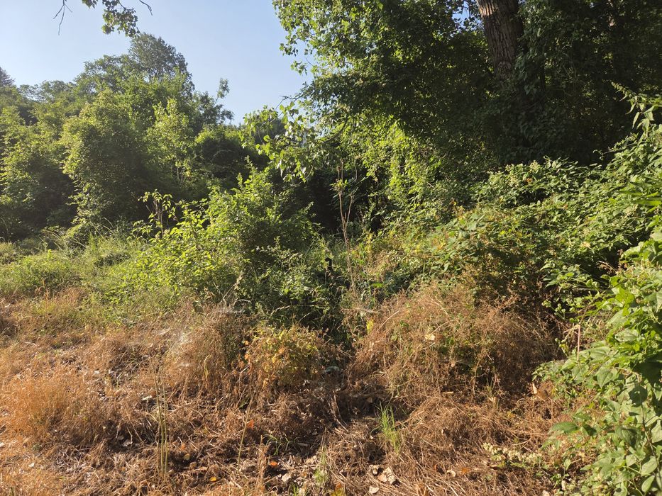 Почистване на запустели парцели и имоти