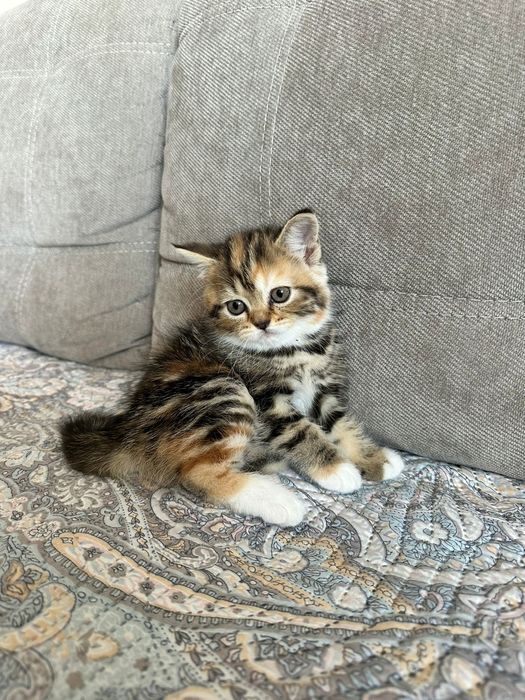 Продам Шотландских котят