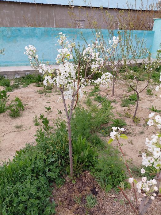 Ерік,алмұрт шие ағаштары бар