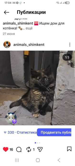 Котенок трехцветная с белыми лапками, 3.5 мес., котята разные...