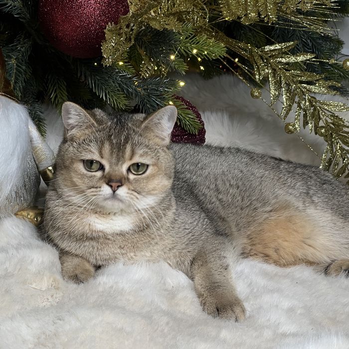 Девочка золотого окраса