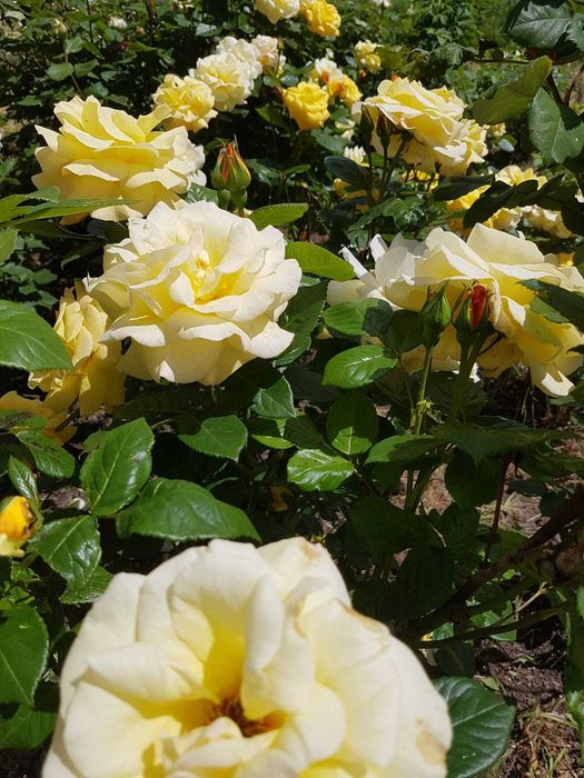 Trandafiri la ghiveci - gata pentru plantat