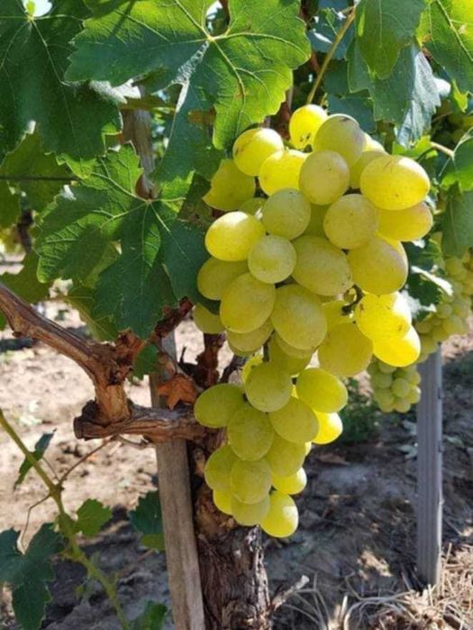 Butași de vită de vie de anul 2 și de anul 3