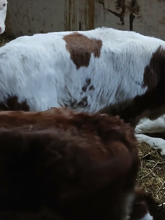 Taurasi Baltati între 3 și 5 saptamani