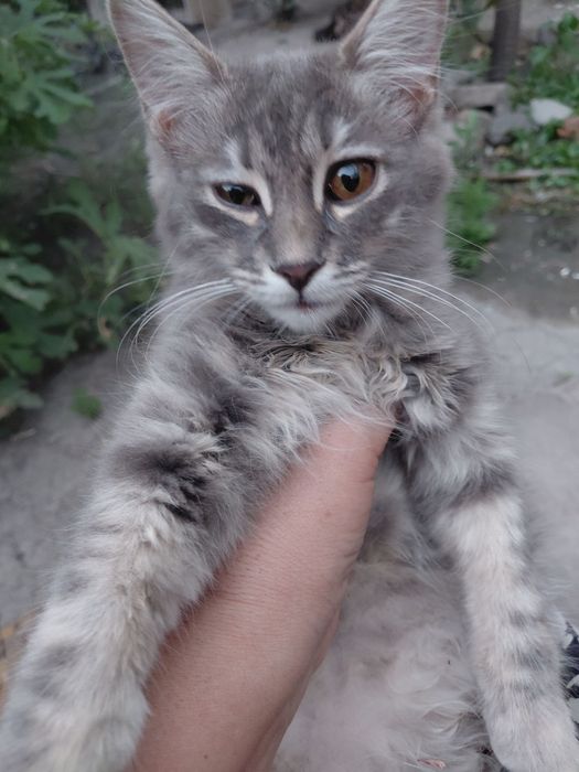Отдам даром котят