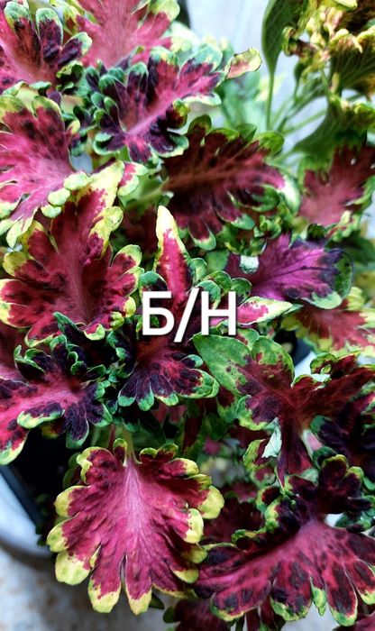 КОЛЕУСЫ. Листай карусель