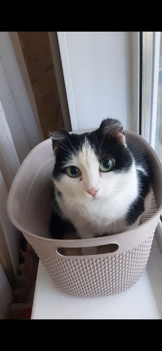 Шикарная коша Фея в добрые руки!