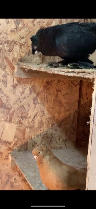 Голуби вольерные