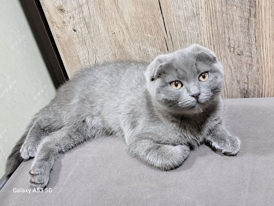 Скоттиш фолд девочка