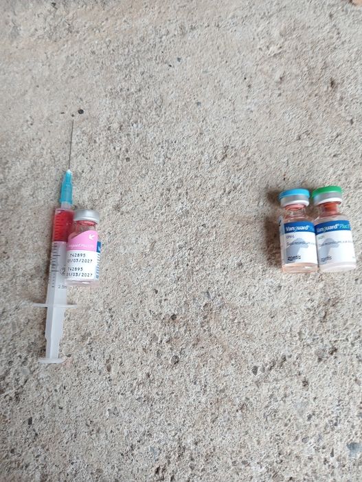 Ofer bișon schimbă locația