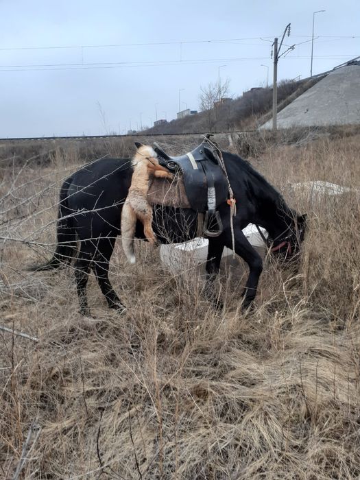 Казаская Тазы  скоросная