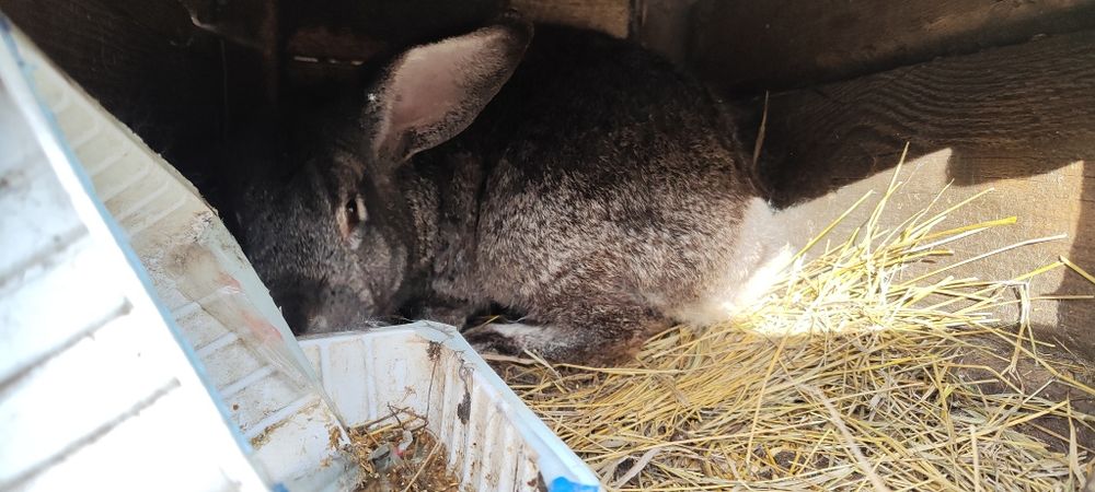 Кролики крупные на развод и мясом