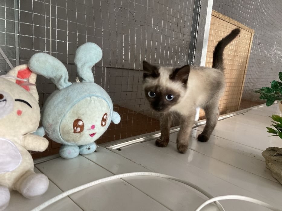 Отдам котенка в добрые руки