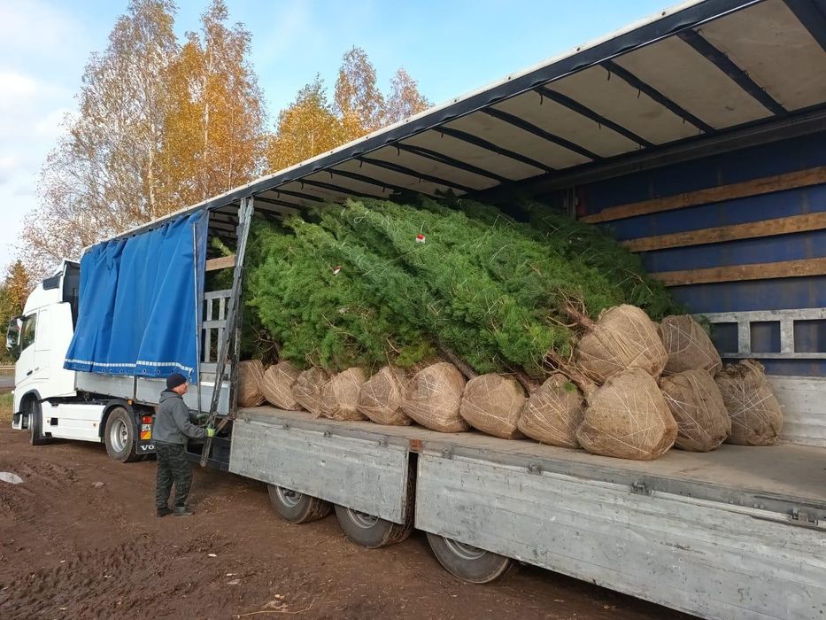Пересадка посадка профессиональная