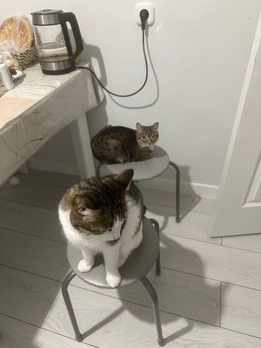 Домашние животные