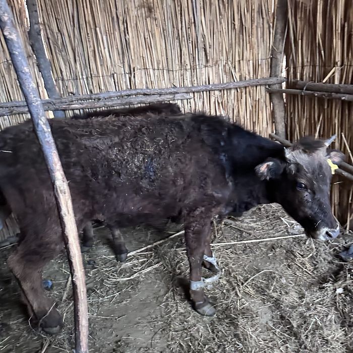 Телки 2еу сатылад