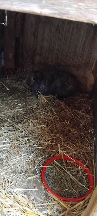 Iepuri rex pitic berbec pitic