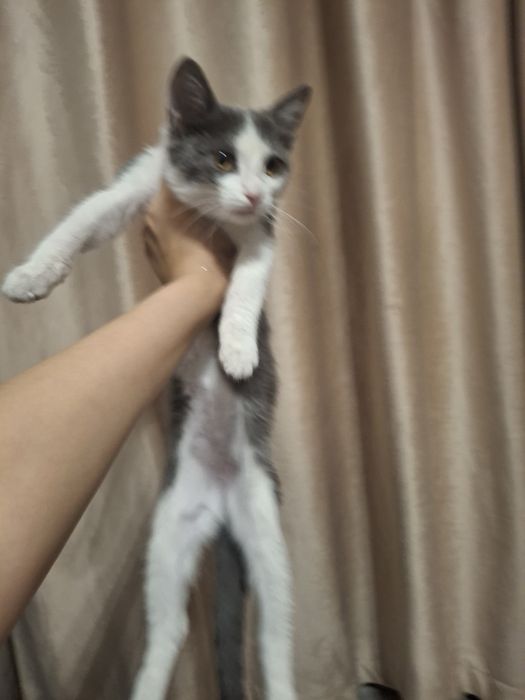 Спокойная девочка-котёнок ищет добрый дом.(^-^)/