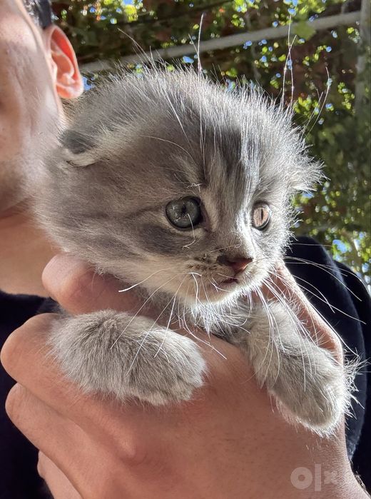 Scottish fold