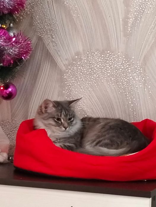 Срочно в добрые руки