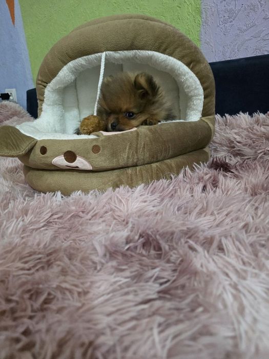 Померанский шпиц