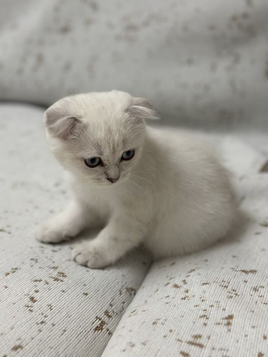 Вислоухий шотланский мальчик