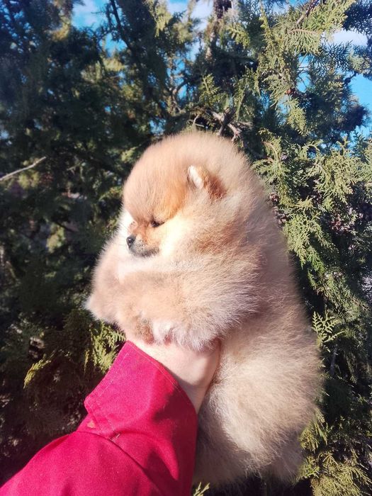 Померан (Мини Померан)