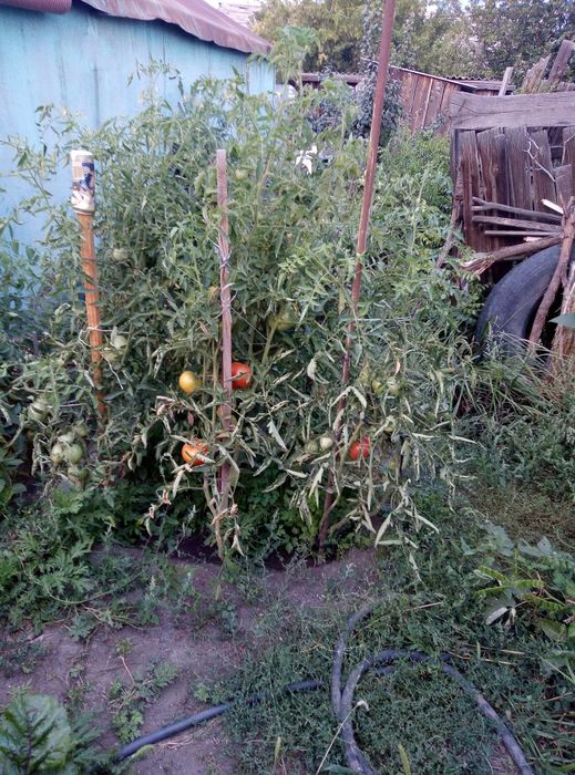 Продам помидоры домашние
