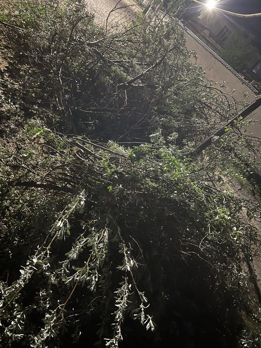 Ағаш Отын Қара ағаш, Жиде дайын