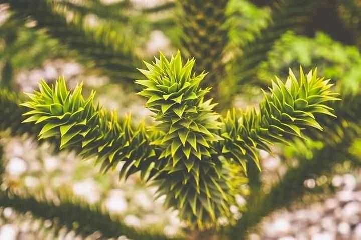 Араукария, Чилийски бор -Araucaria araucana Студоустойчив