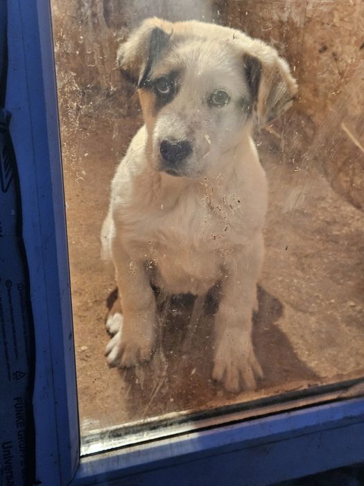 Шенок алабай девочка