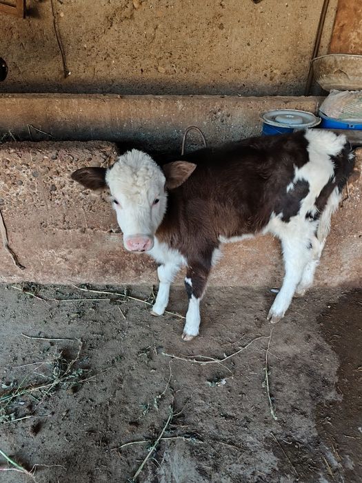 Сиыр брынши тума,