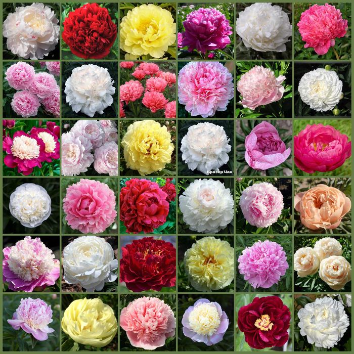 Сортовые  Пионы.