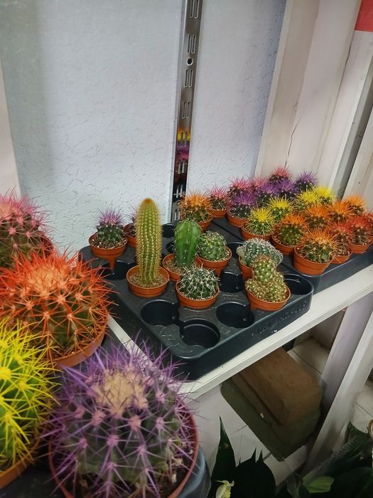 Кактус разные размеры