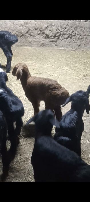 Козылар сатылады козы