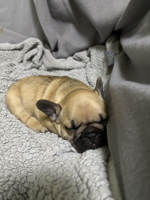 френски булдочета