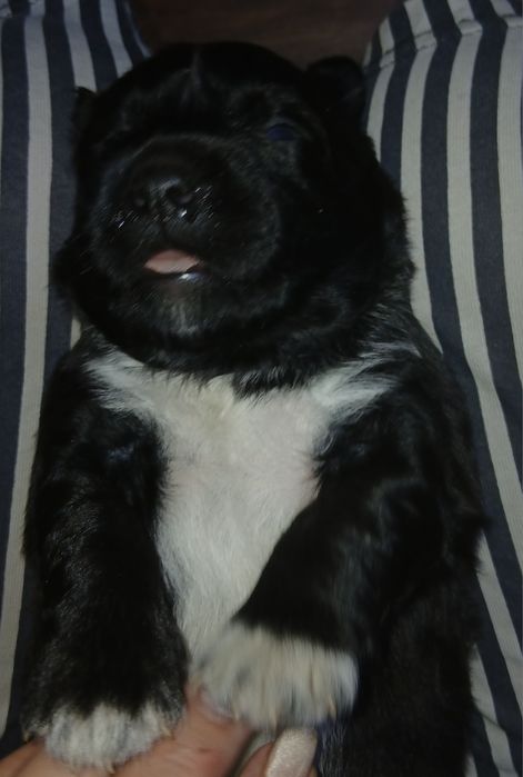 Продам щенки лабрадор