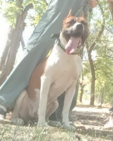 Вязка,  нужен кобель