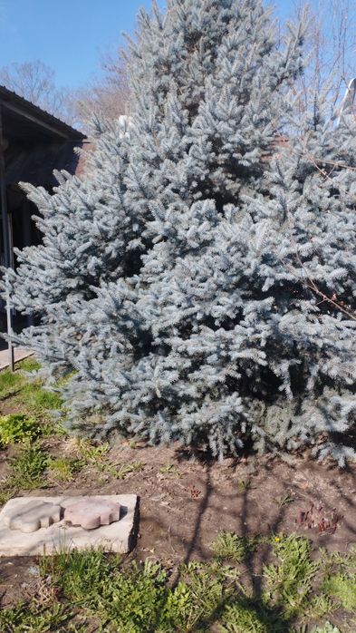 Голубая ель 3-4м