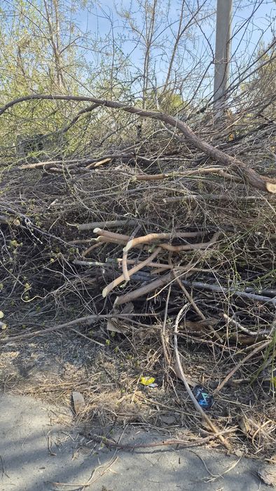 Отдам дрова бесплатно, кому нужно заберите стволы