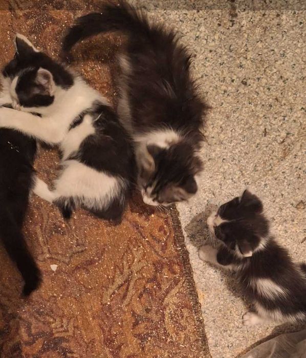 Котята 3 месяца мальчики и девочки
