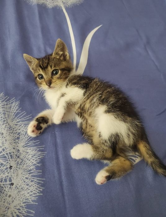 Adoprie pisica 6 saptamani