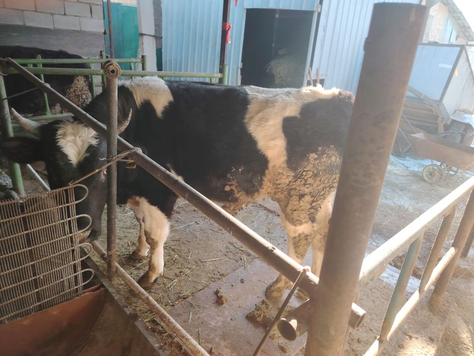 Бұқа сатылады 1жас 10 ай