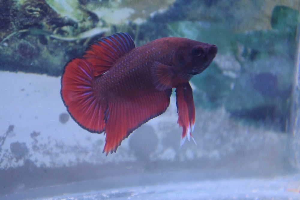 Pesti Betta Splendens Halfmoon Combtail Masculi Femele Acvariu