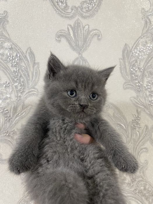 Британские котята