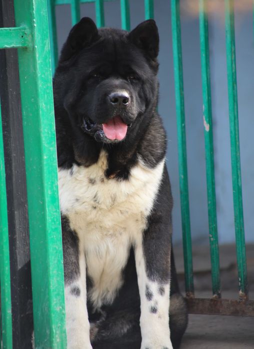 Акита кобель для вязки