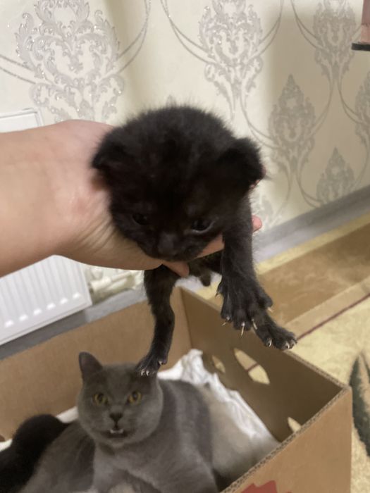 Продаются котята мама британская папа сиамский