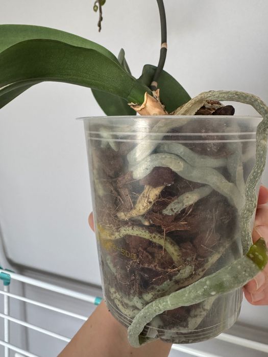 Орхидея фаленопсис, орхидеи