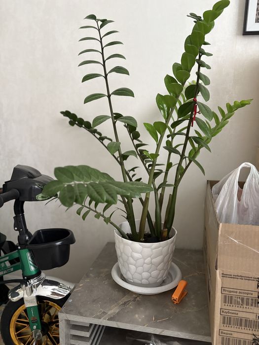 Домашние растение