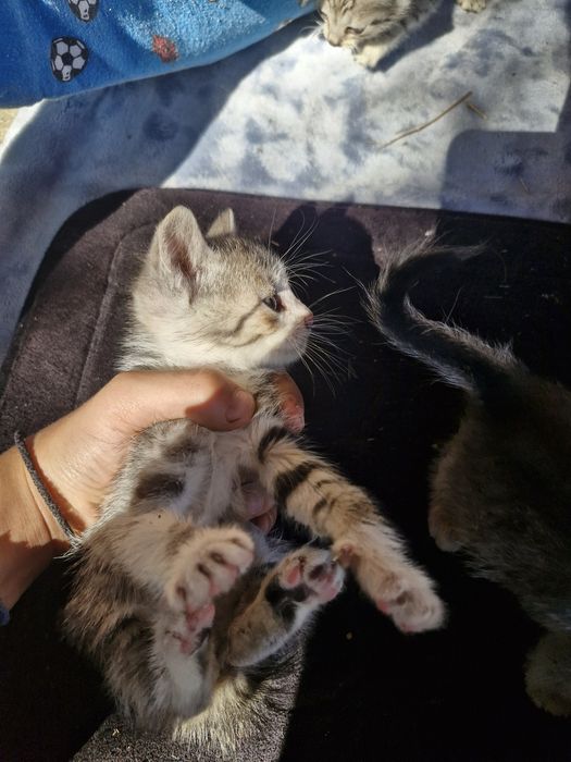 Pisici care caută o casă